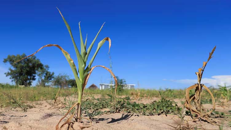 Zimbabwe at risk of another dry season after El Nino drought, says WFP
