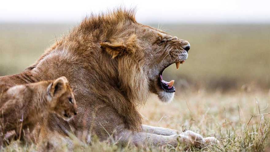 Scientists discover new lion roar using artificial intelligence 