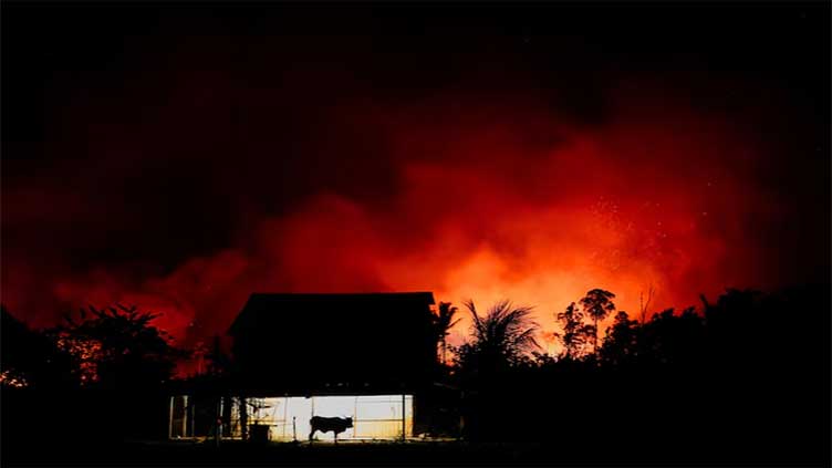 Amazon fires drive unprecedented global forest loss in 2024, report says