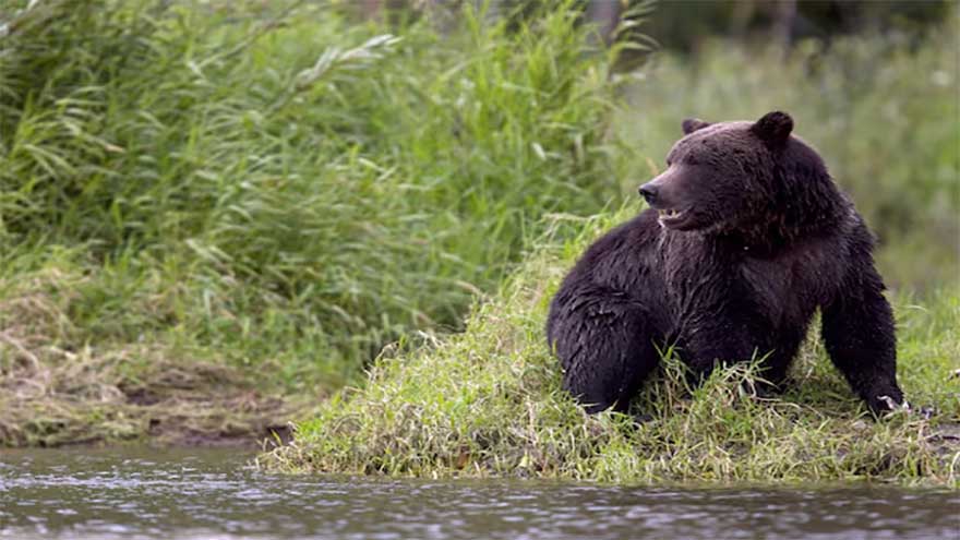 Indian state faces rising bear attacks amid climate change