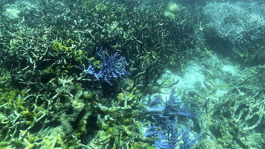 Top nature group to unveil new 'red list' of threatened species