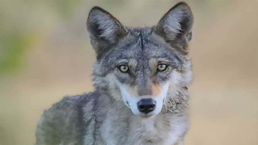 Study finds Indian wolf sliding towards extinction