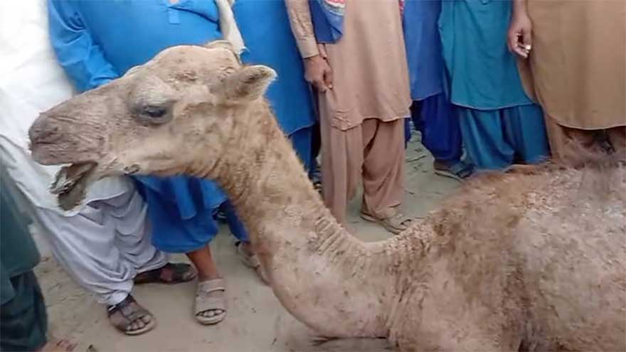 Camel attacked for entering fields in Sukkur undergoes surgery