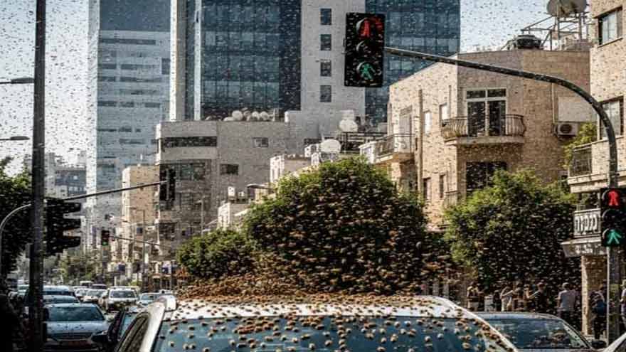 'Nature's punishment for Israel? massive swarm of bees sparks fear