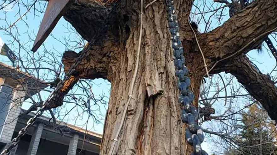 'Arrested tree' in Landi Kotal remains symbol of colonial-era story