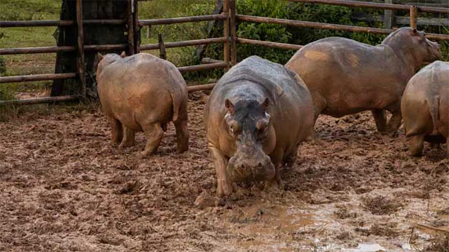 Ambani's son offers home for hippos facing culling in Colombia