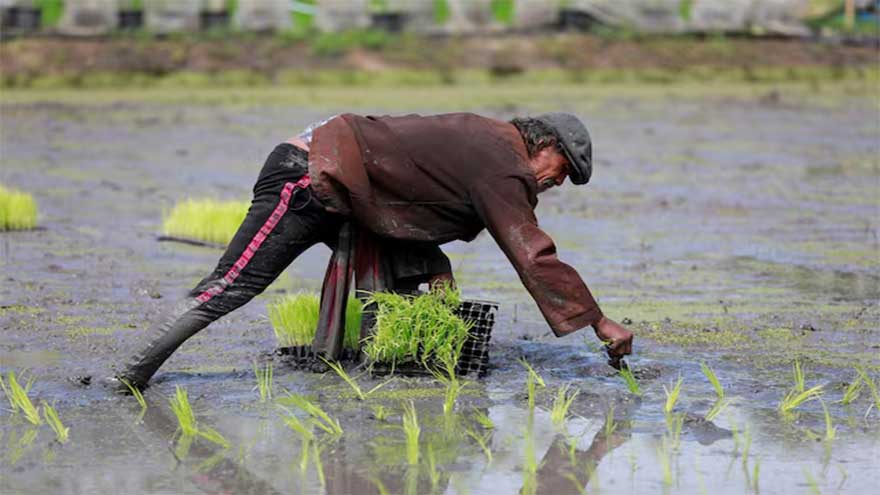 From surplus to strain: world rice supply threatened by Iran war, El Nino