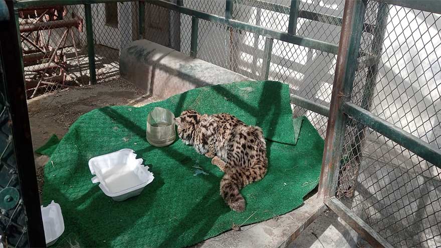 Captured animal in Lower Chitral identified as leopard cat