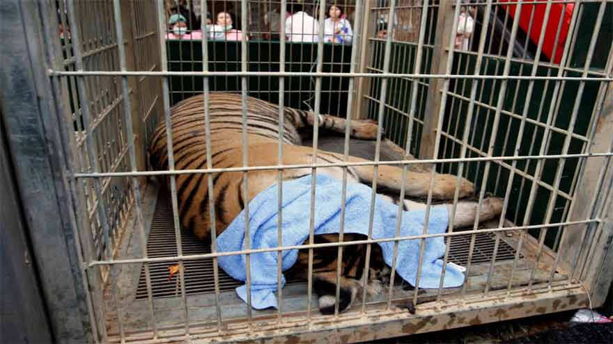Virus outbreak kills 72 tigers in Thailand