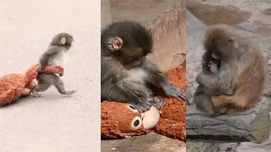 Why internet can't stop crying over baby monkey's story