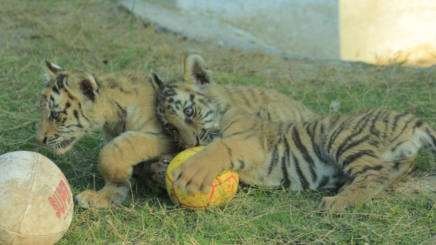 Peshawar Zoo welcomes Bengal Tiger cubs