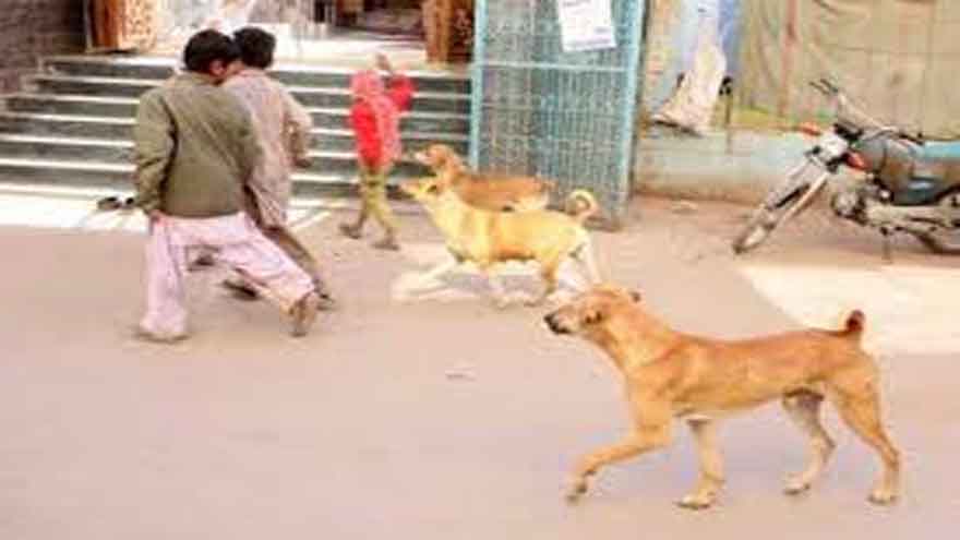 First rabies case of 2026 reported in Karachi