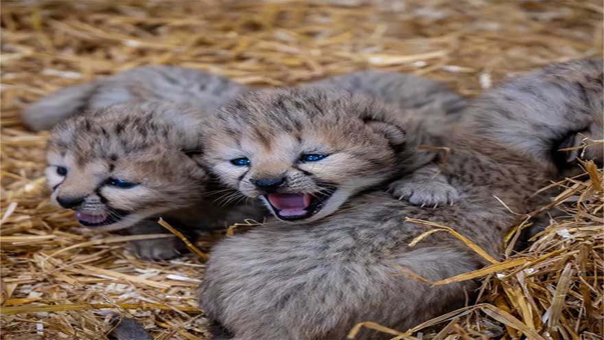 Rare cheetah cubs born at UK zoo as experts warn 'numbers are rapidly dwindling in the wild'