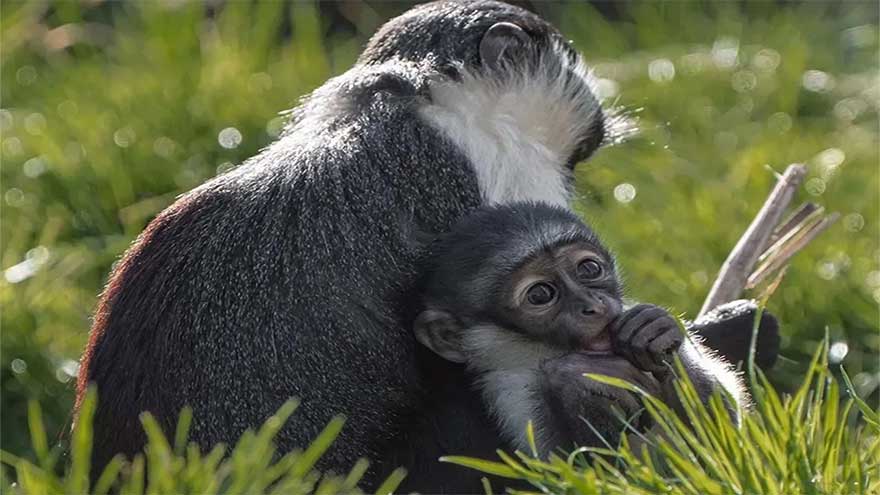 Rare endangered monkey born in zoo after mother undergoes surgery 