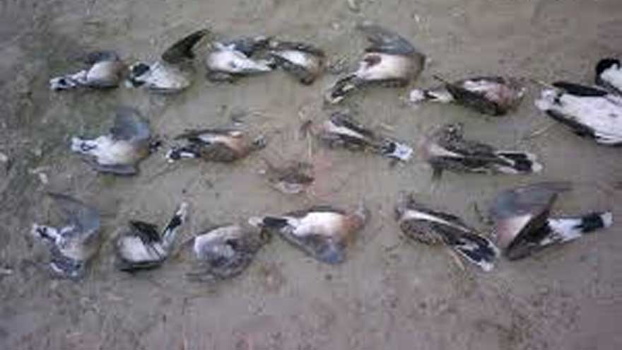 KP govt allows Russian dove hunting till May 31
