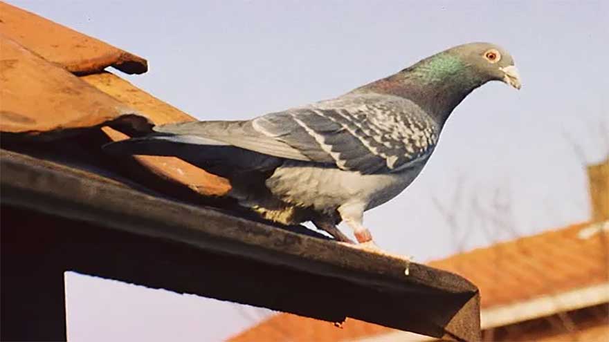 City birds appear to like men more than women