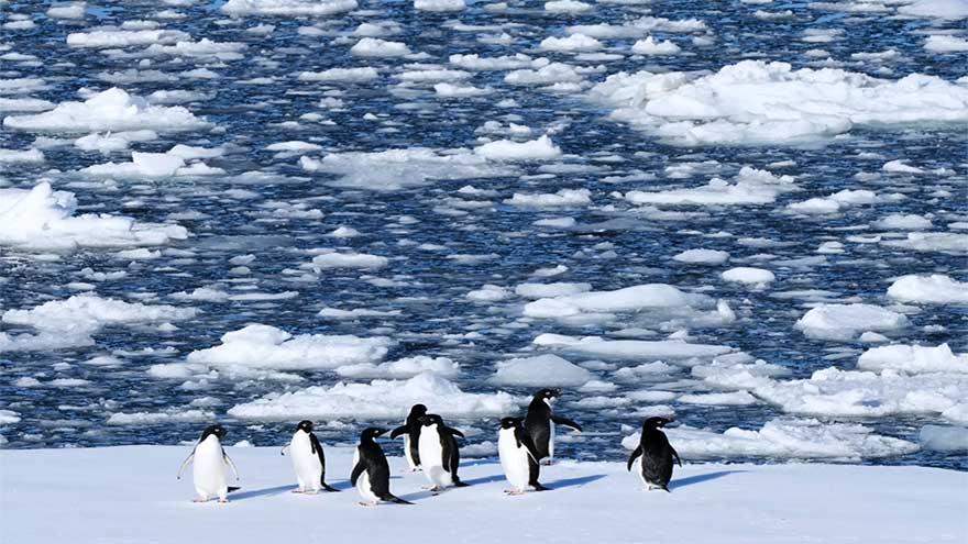 Antarctica's tourism boom raises concerns about contamination and disease